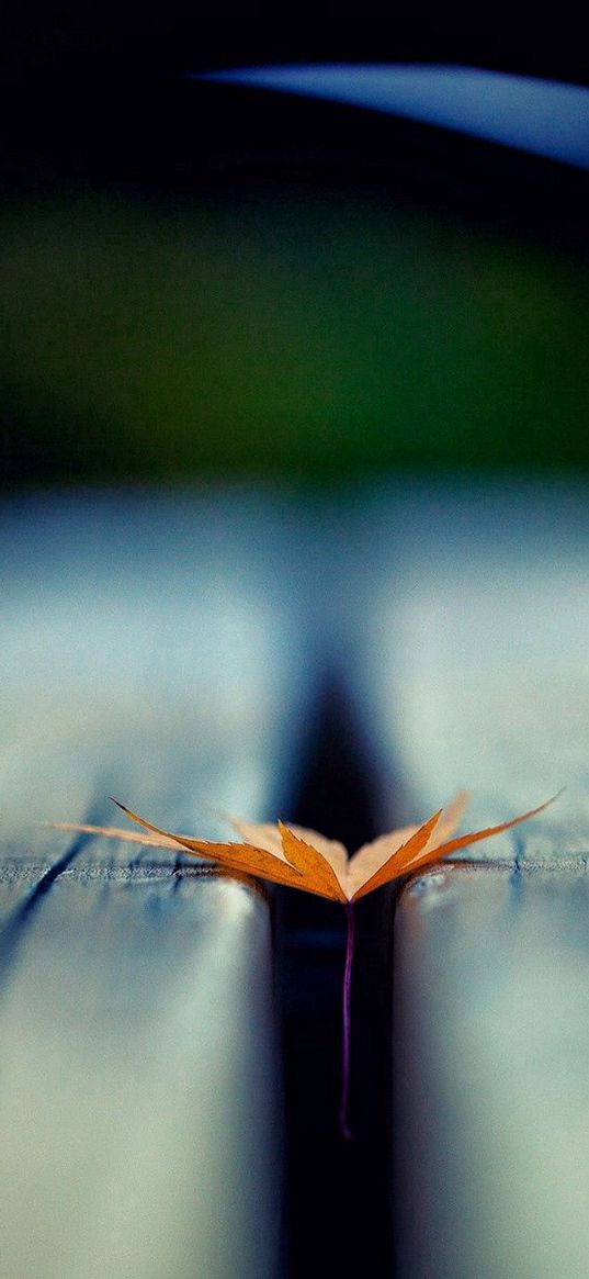 leaf, autumn, wood floor, blurring