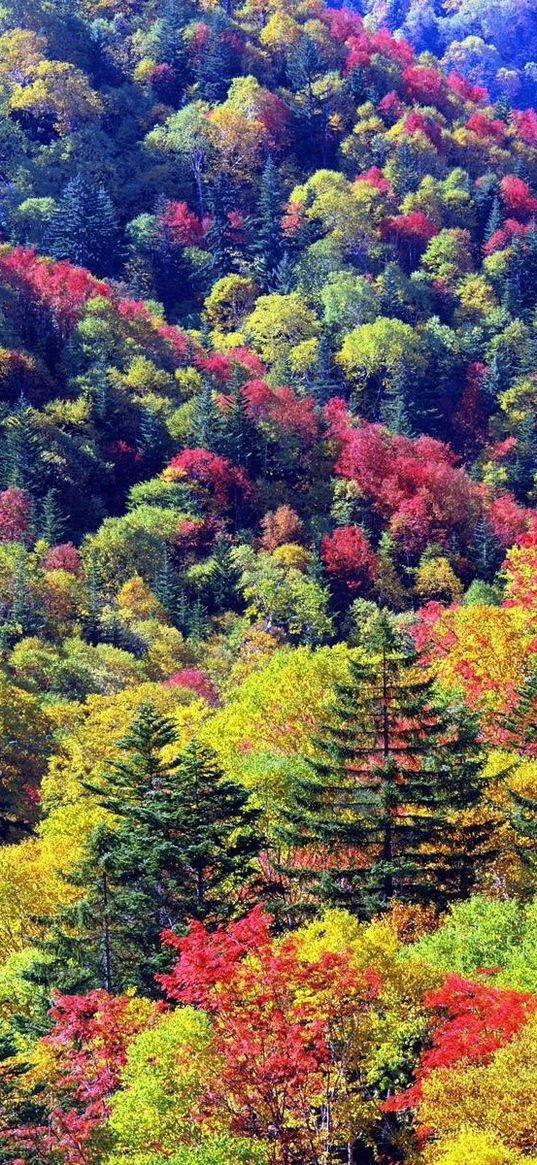 trees, autumn, slopes, colours, palette