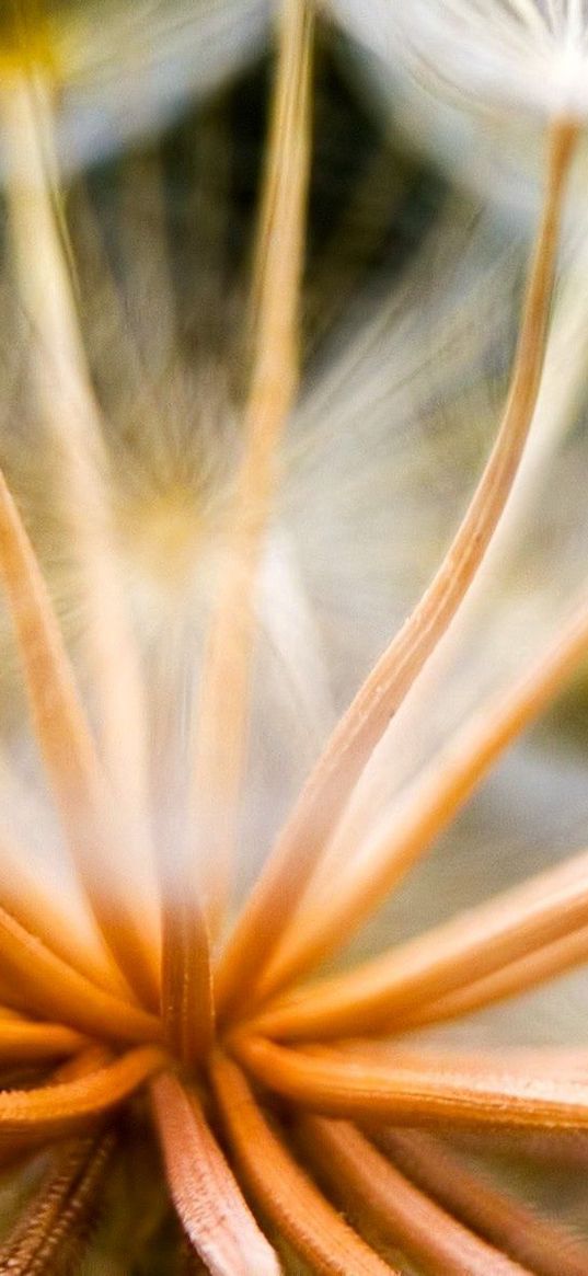 seeds, plants, dandelion