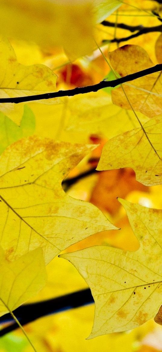 leaves, branches, autumn, yellow, dry