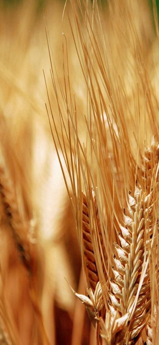 ears of corn, grass, dry