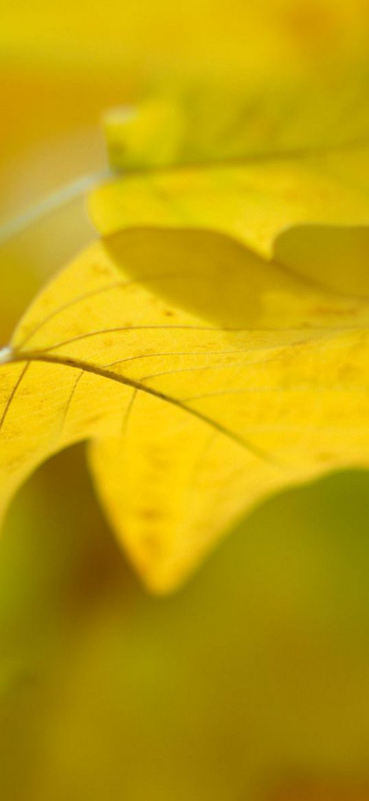 sheet, autumn, yellow, background