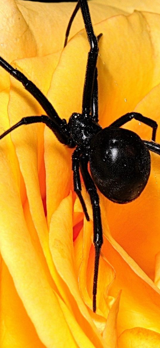 spider, flower, petals, climbing