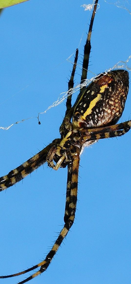 spider, web, thorns