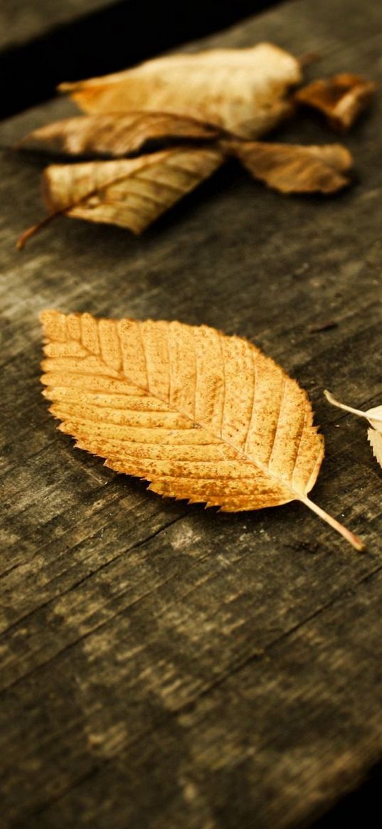 leaves, yellow, autumn, boards, gray