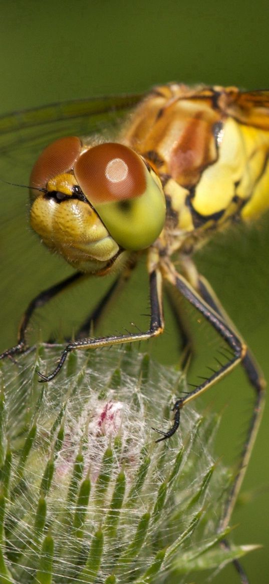 dragonfly, grass, plant, wings