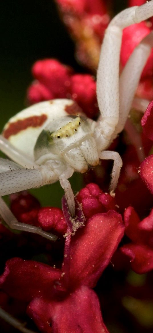 spider, petals, climbing, insect