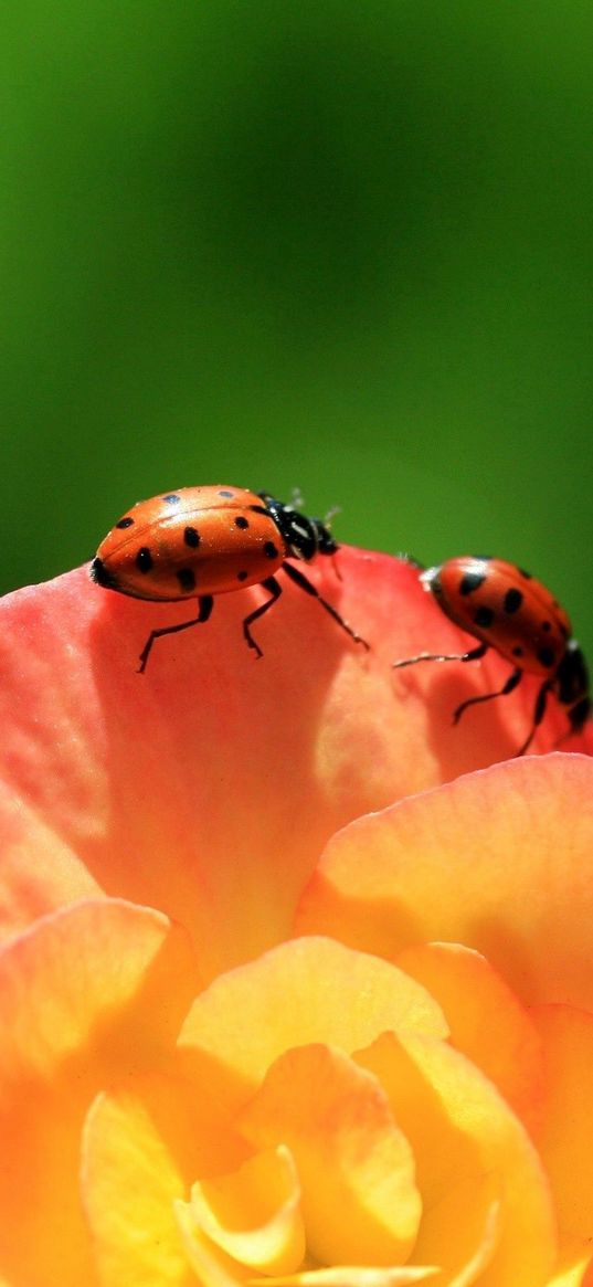 ladybird, flower, petals, climbing