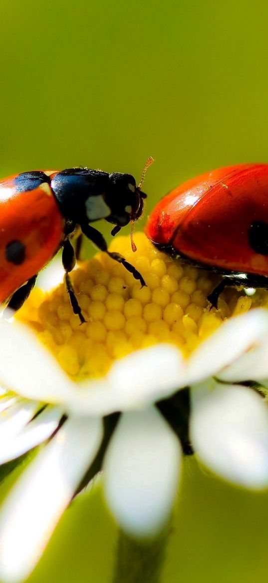 ladybugs, daisy, petals