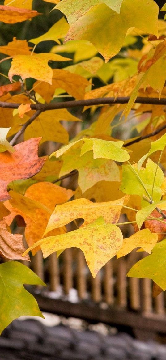 leaves, yellow, autumn, tree, branches, crone, roof