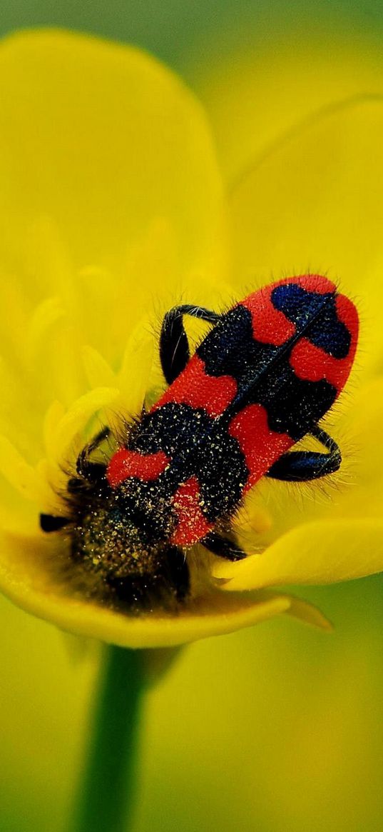 beetles, petals, flower