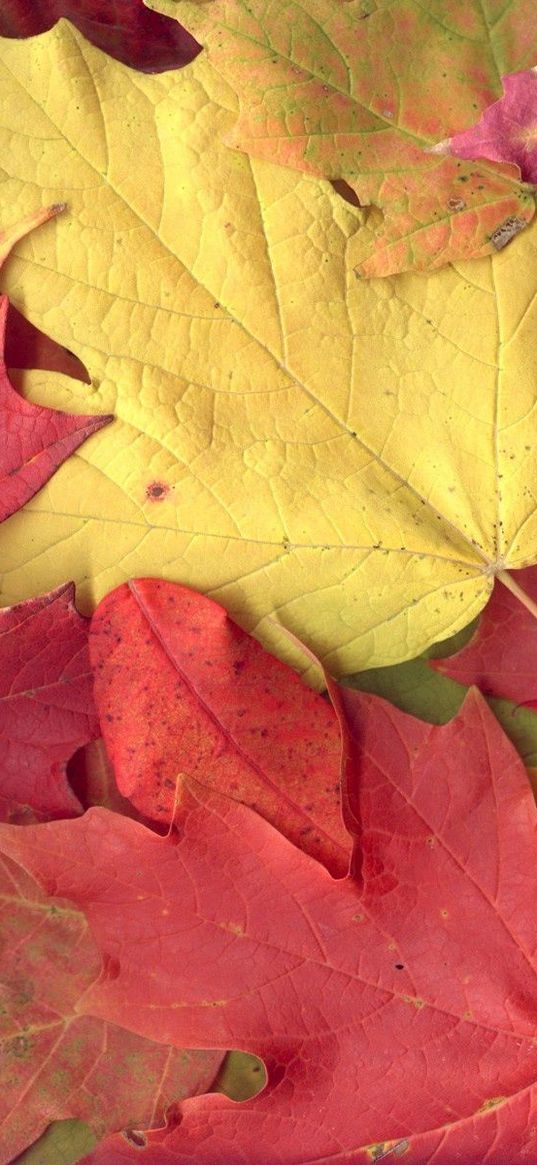 leaves, yellow, red, autumn, maple, veins