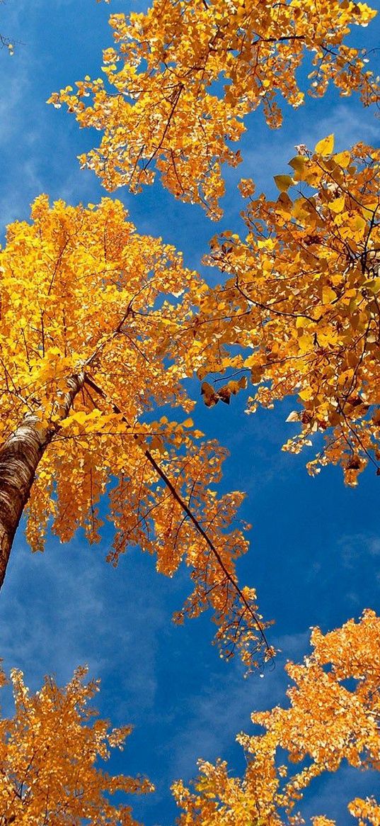 leaves, yellow, birches, bark, crones, autumn, sky