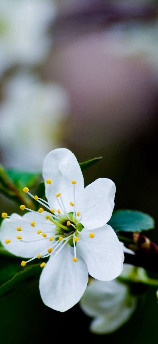 flower, branches, leaves, blossoms, spring