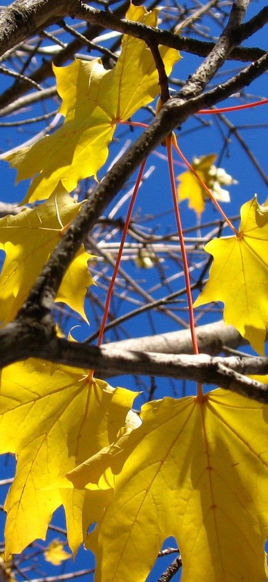 leaves, yellow, maple, a tree, trunk, branches