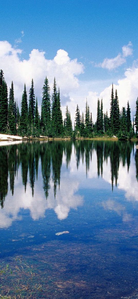 canada, lake, coast, trees, coniferous, water, transparent, reflection