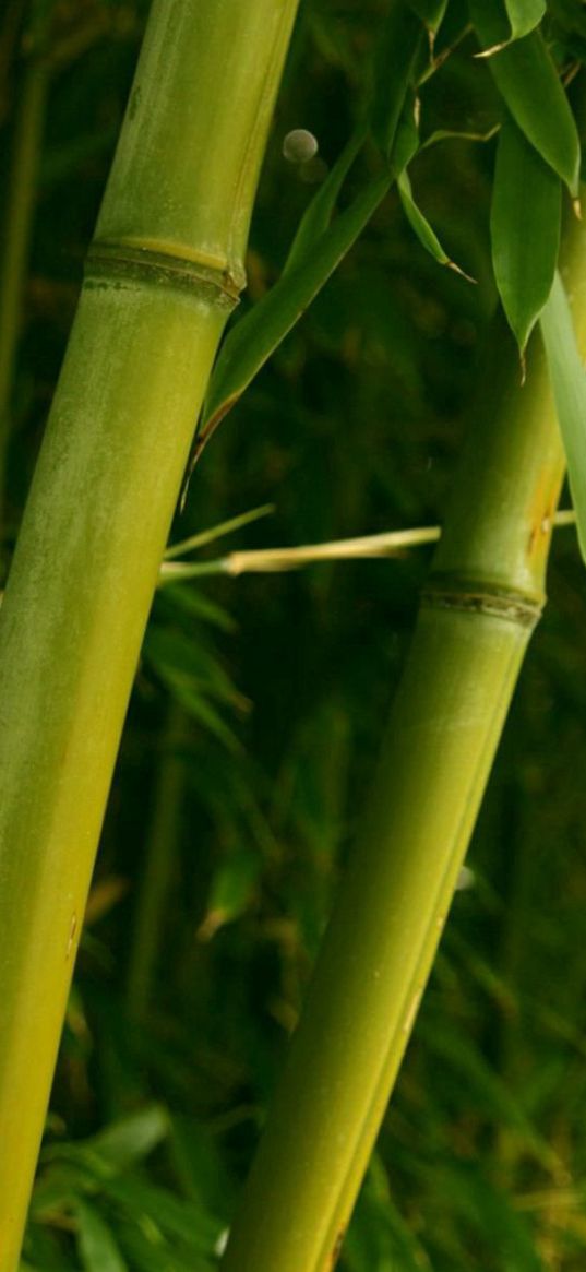 bamboo, green, stalks, leaves