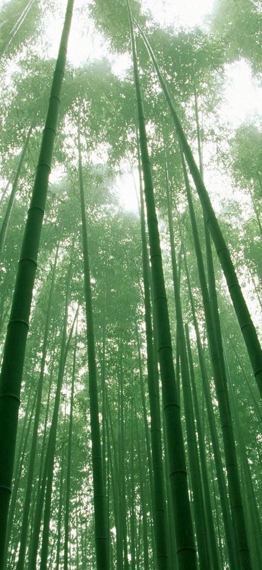 bamboo, green, stalks, sky, crones