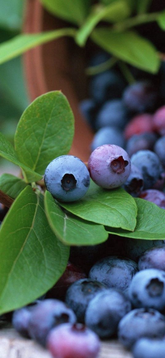 ranberry, berry, bucket, spilled