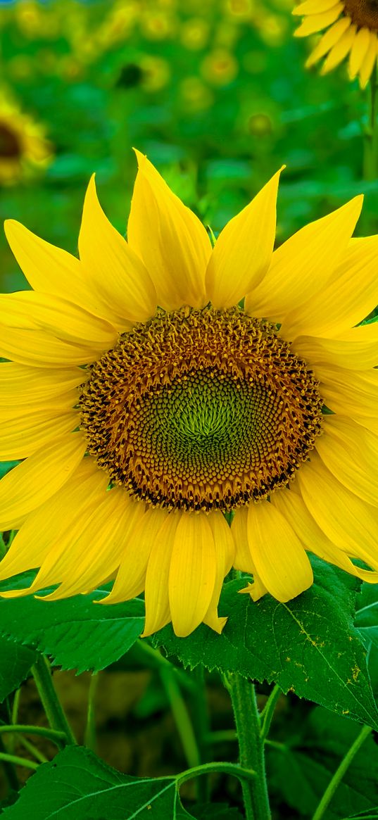 sunflowers, flowers, yellow, plants, summer, nature