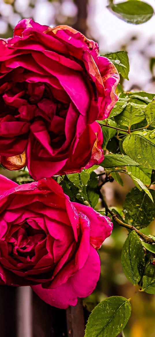 roses, flowers, pink, drops, rain, bokeh, plant, nature