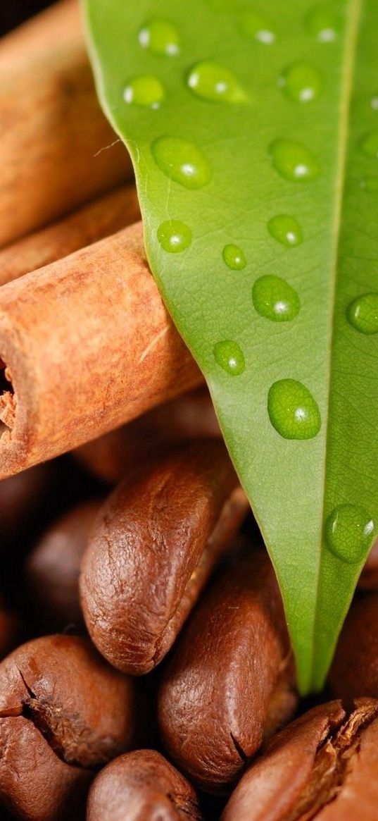 coffee beans, cinnamon, leaves