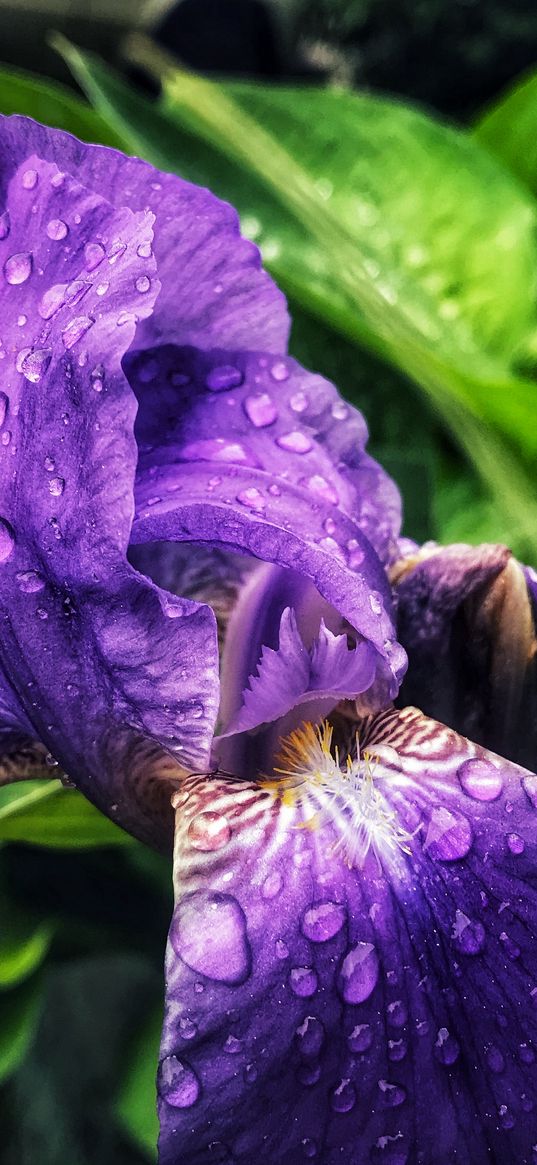 iris, flower, purple, drops, dew