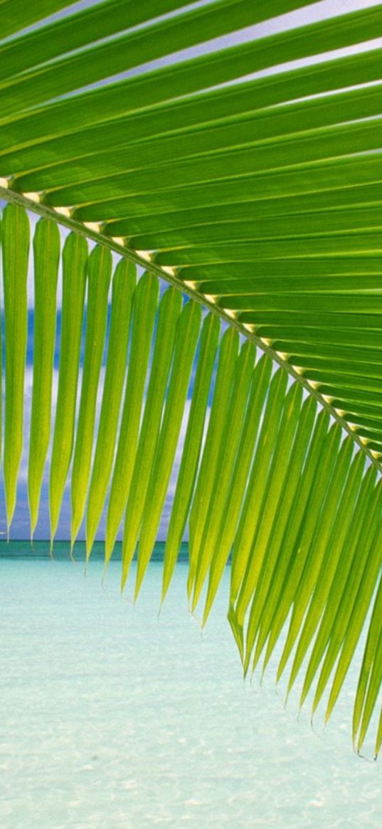 palm tree, branch, leaves, gulf, blue water