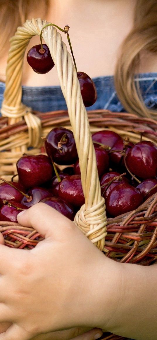 basket, cherries, berries, hands