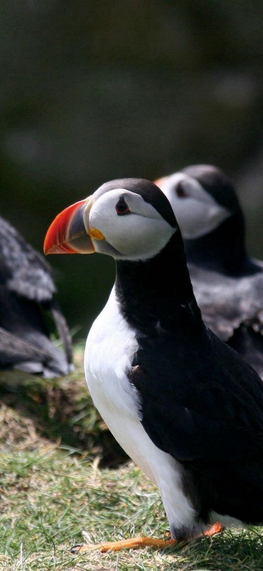 puffin, birds, plants, animals