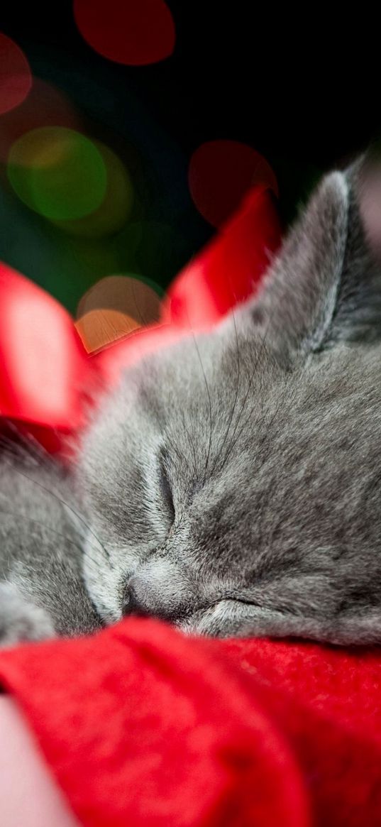 kitty, bow, sleep