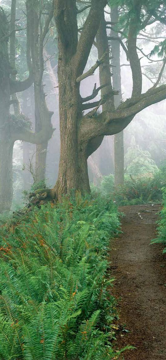 track, wood, fog, trees, fern, branches