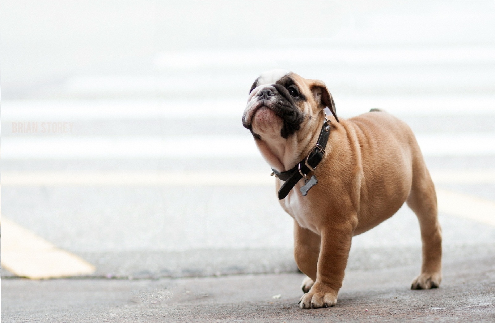 bulldog, dog, dog collar, muzzle