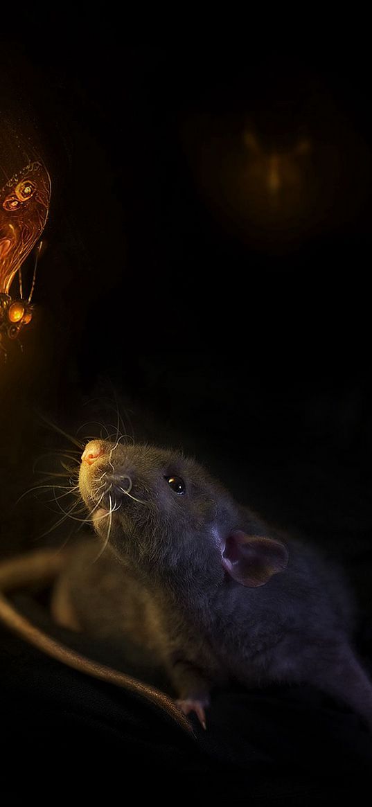 mouse, butterfly, black background, rat