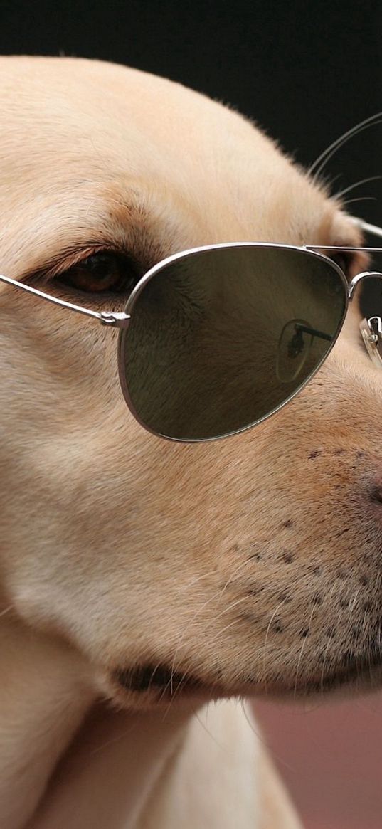 dogs, face, glasses, fashion