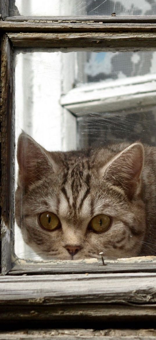 cat, window, frame, look out