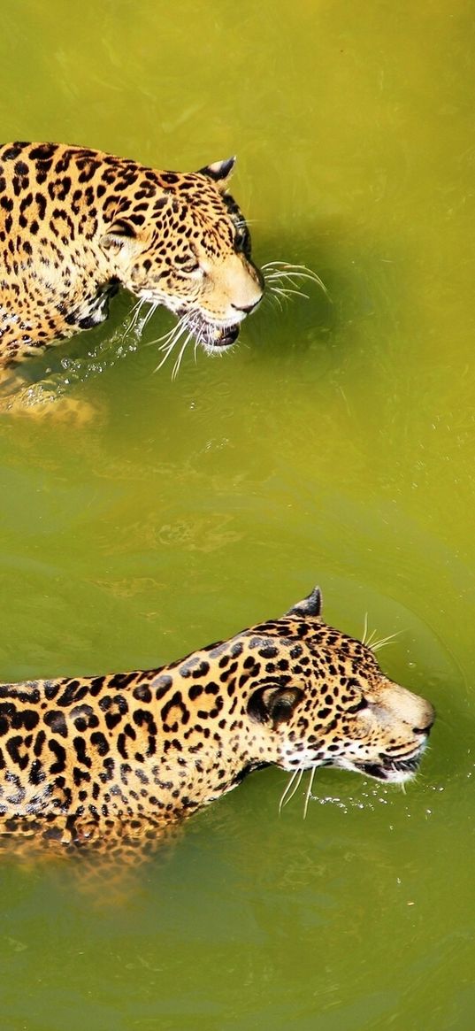 leopards, water, swim, predators, big cats