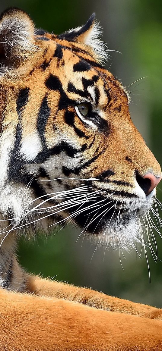 tiger, face, profile, paws, predator