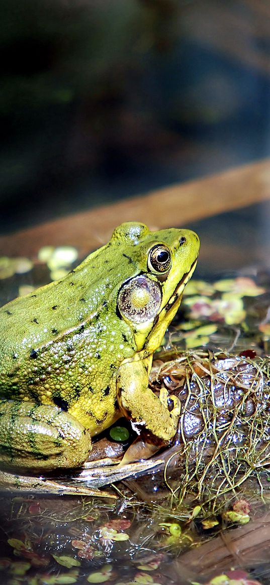 frog, light, grass