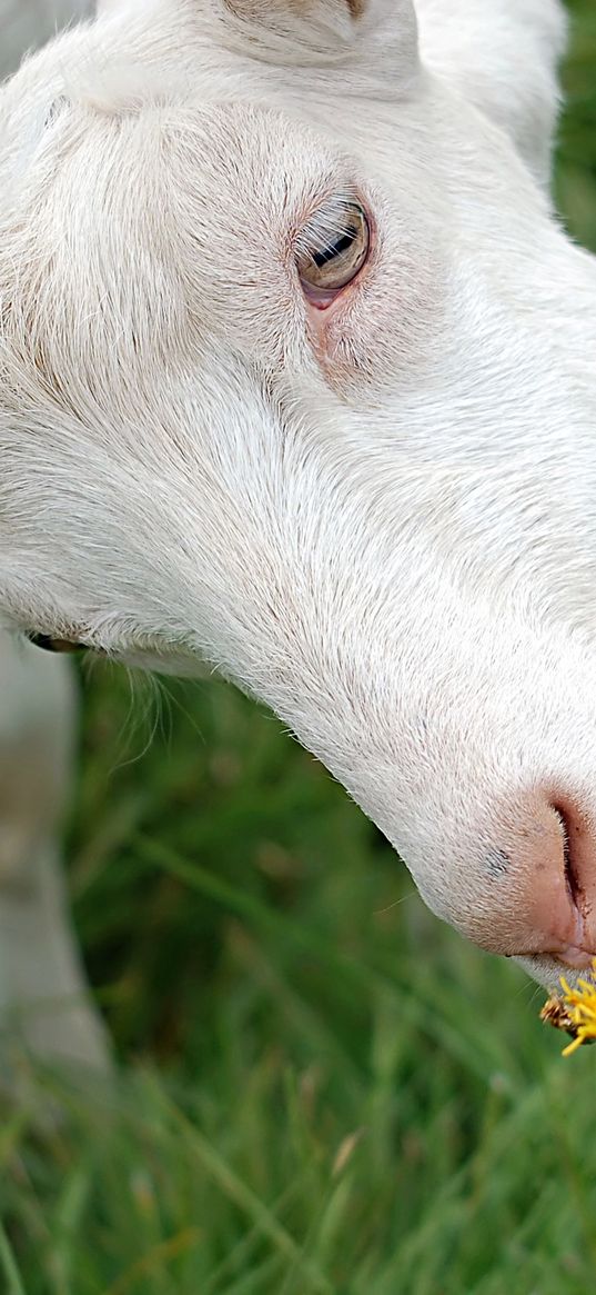 goat, face, grass, sniffing