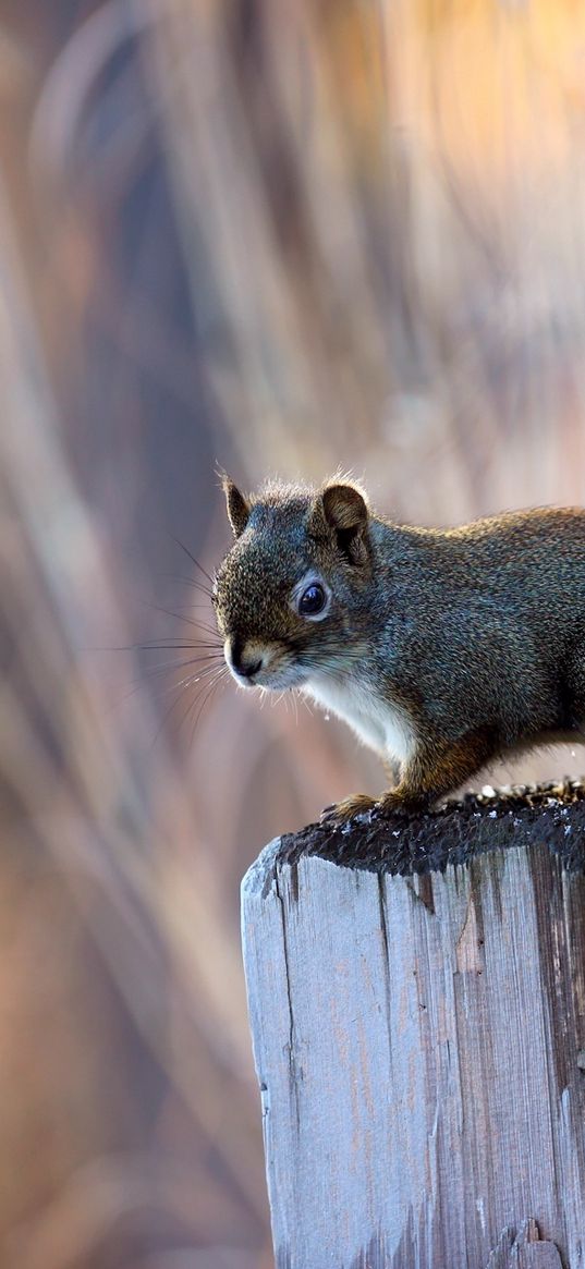 squirrel, post, sit, animal