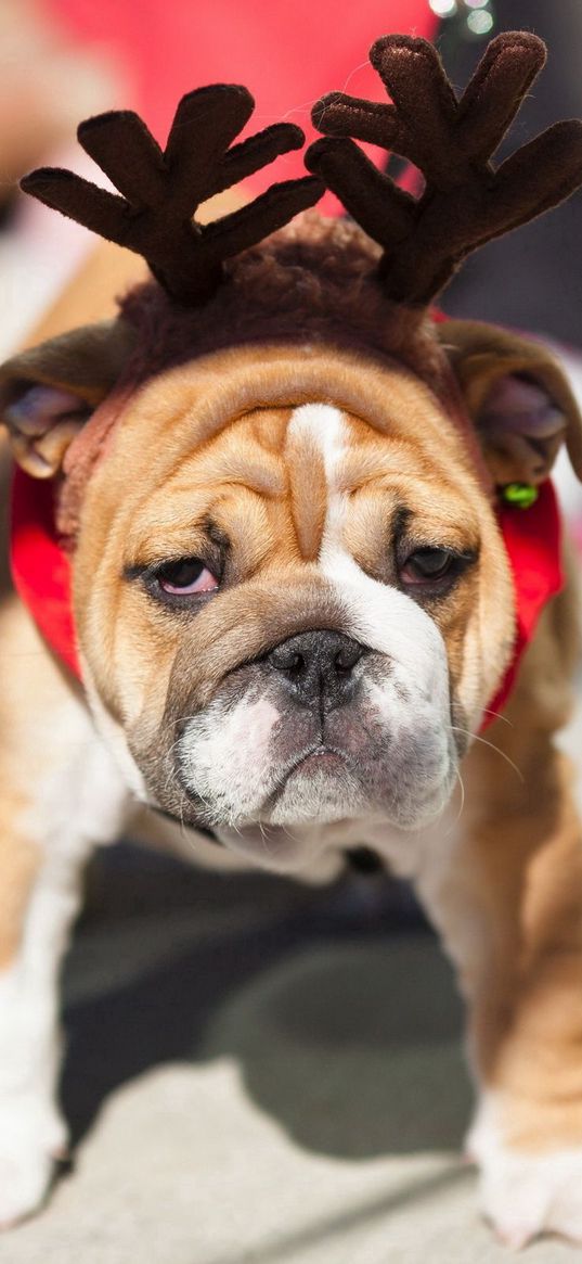 dog, bulldog, face, horns, toy