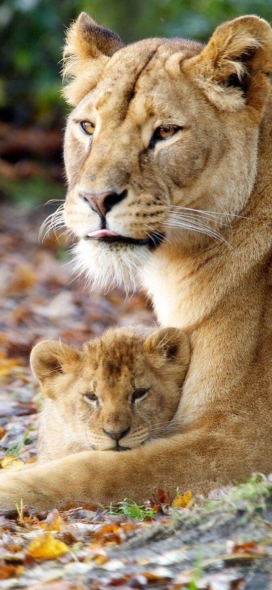 lioness, cub, grass, sit