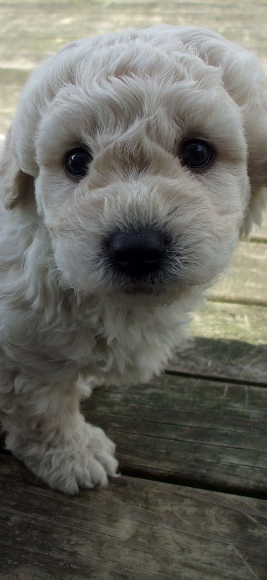 puppy, snout, curly