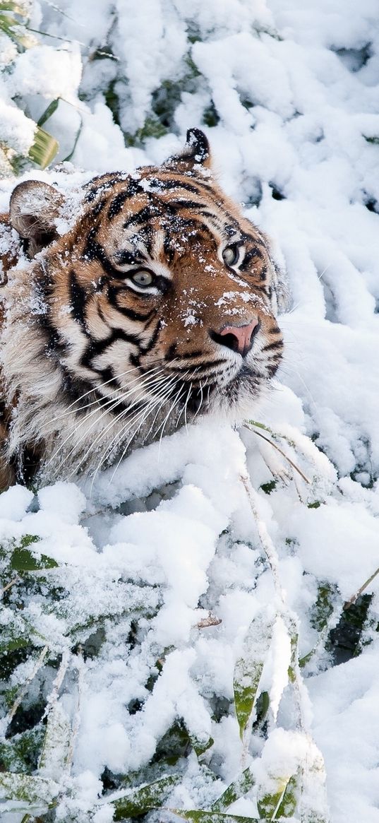 tiger, face, snow, climbing