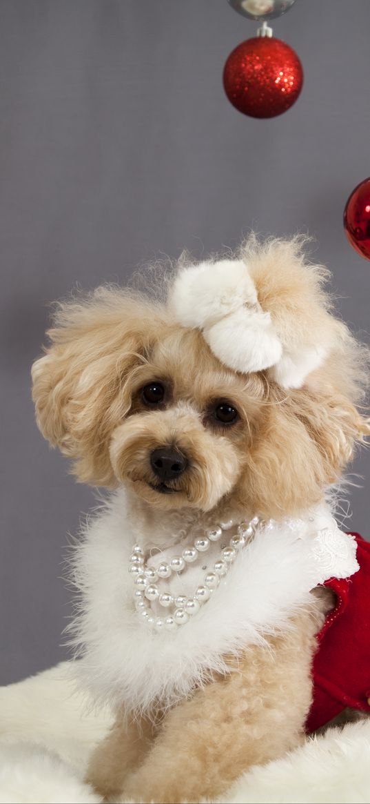 dog, christmas ornaments, face, holiday