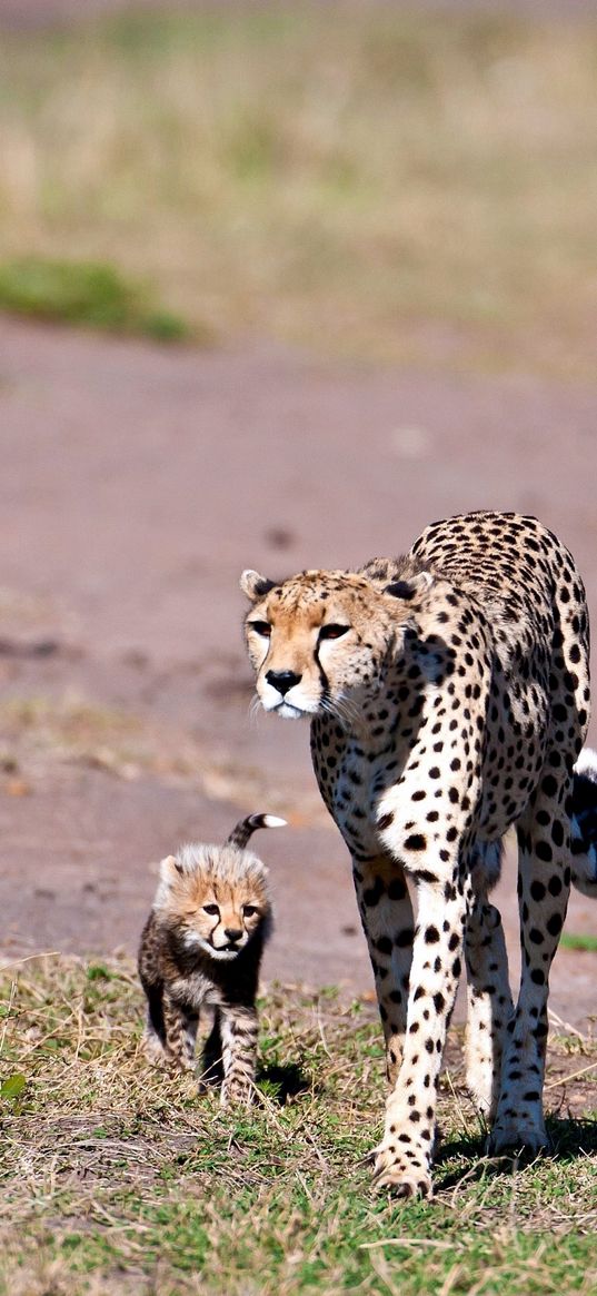 leopards, walking, young