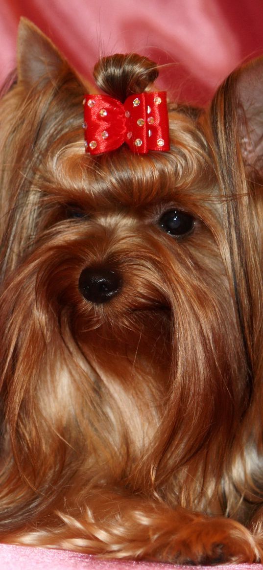 yorkshire terrier, silk, ribbon, roses