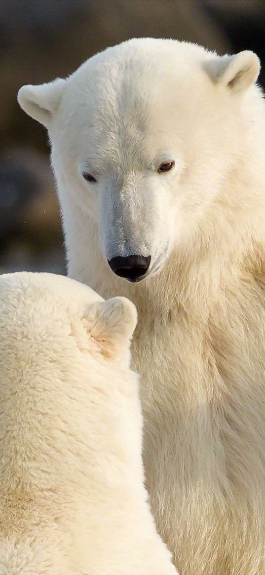 polar bears, communication, animals