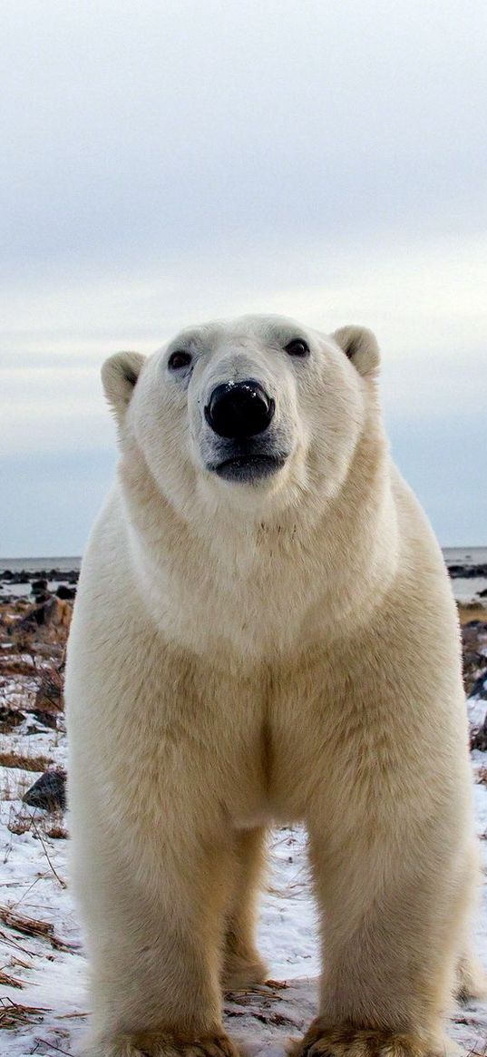 polar bear, face, eyes